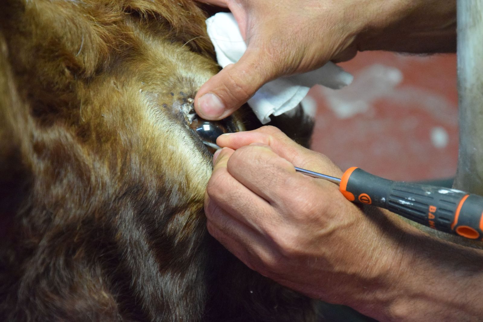 taxidermia-en-salamanca-43