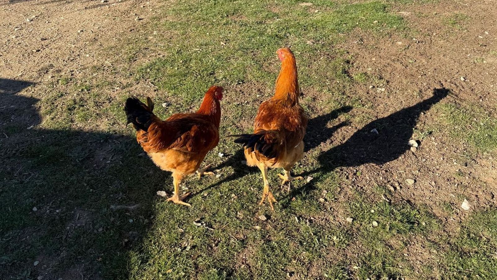 Gallinas en el campo