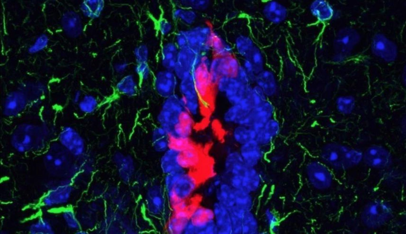 Médula espinal de ratones ilesos |Europa Press