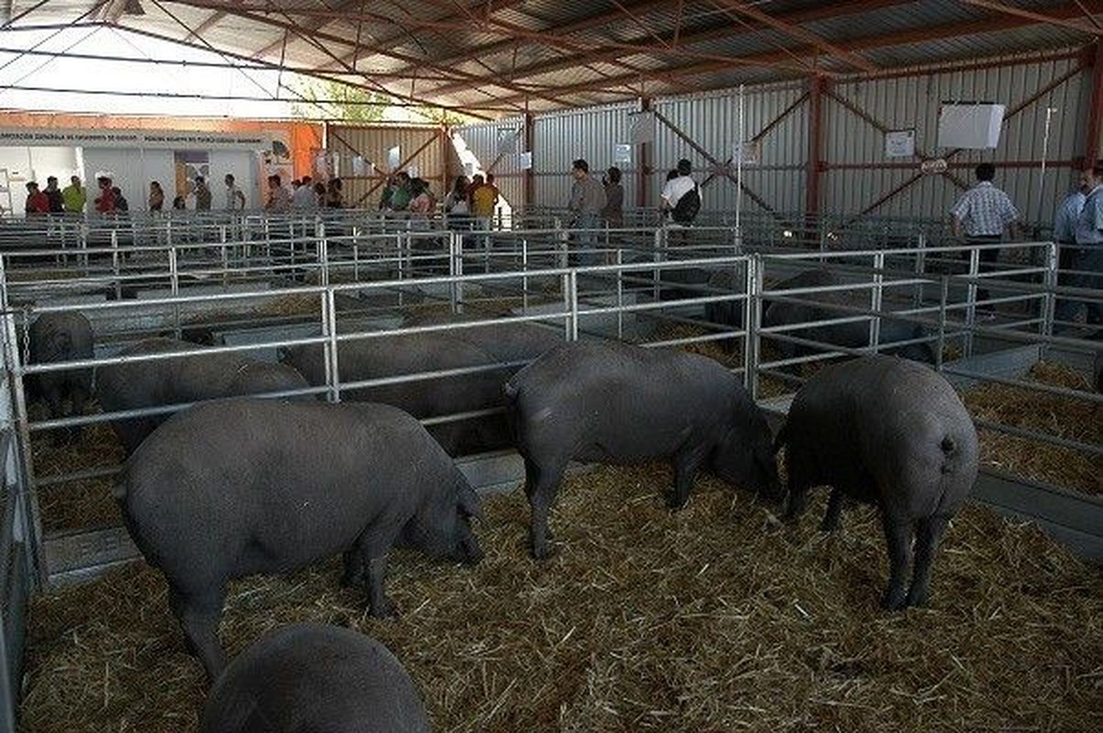 La Lonja deja una cotización positiva del porcino