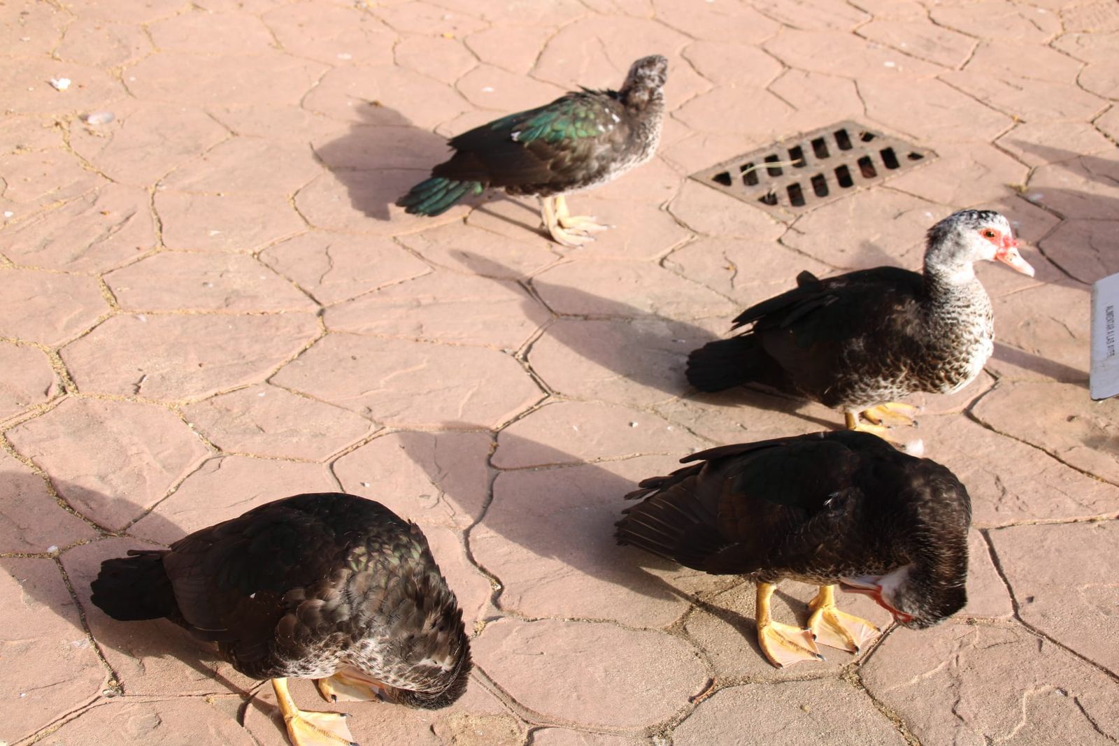 Patos y cisnes vuelven al estanque de La Alamedilla