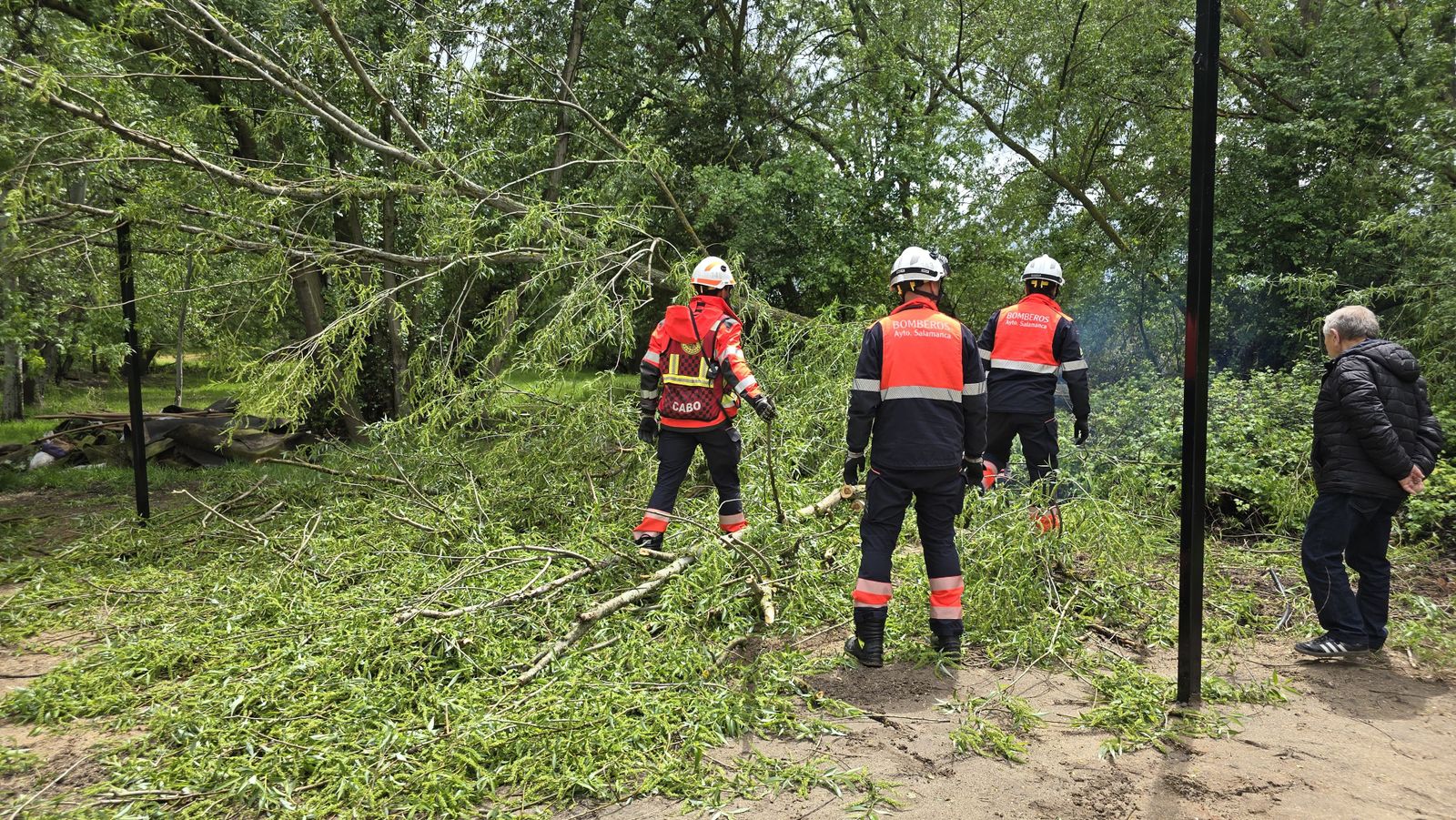 Cae un árbol de grandes dimensiones en la ribera de La Aldehuela junto a la zona de chiringuitos. Fotos Andrea M.  (1)