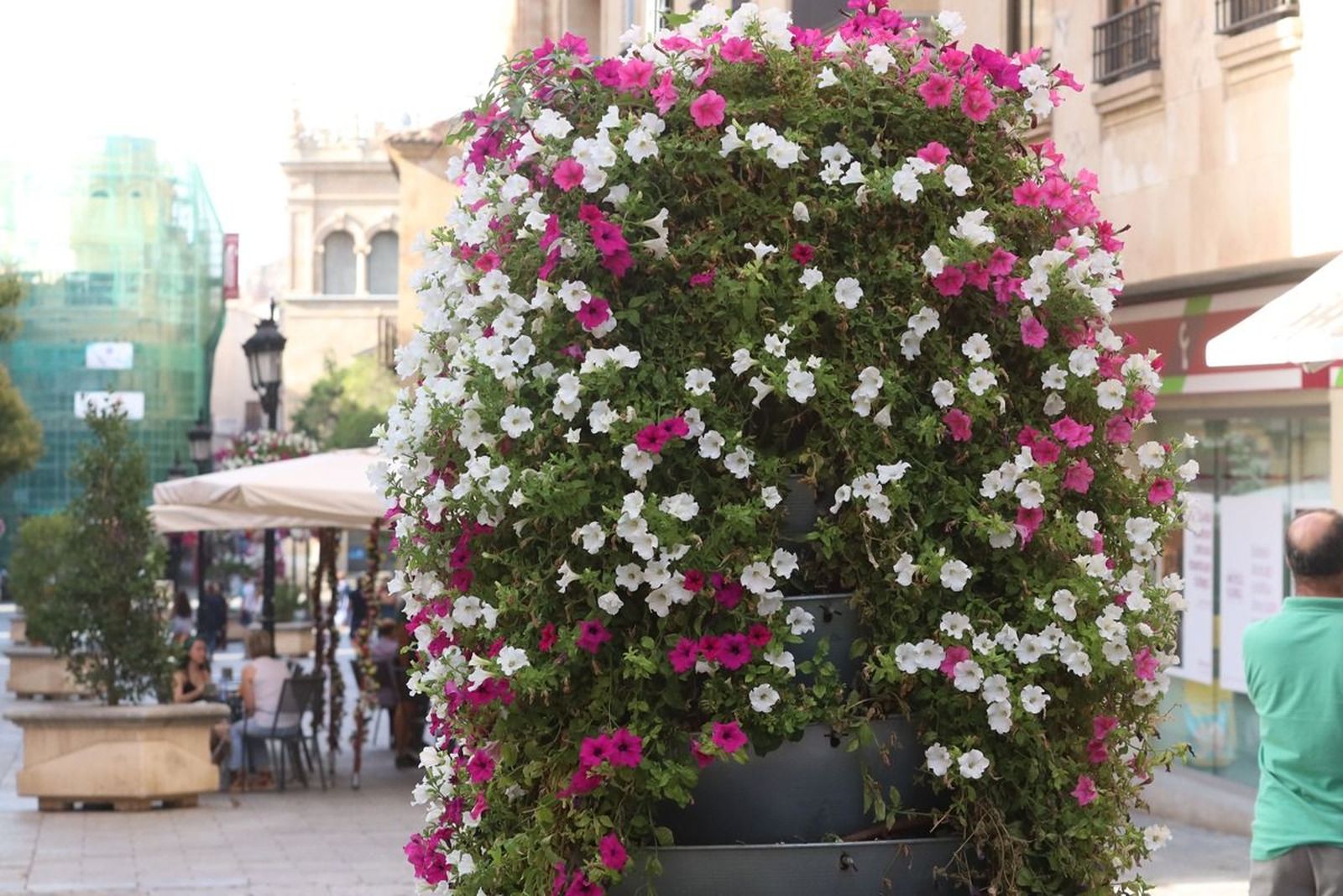 Conjunto floral en calle Zamora