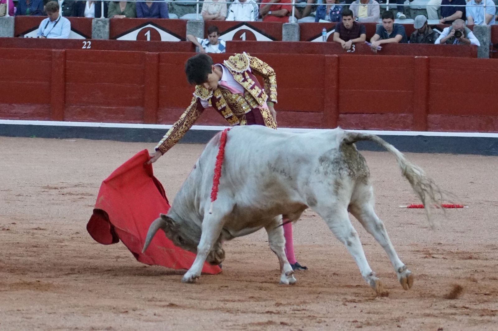 Clase práctica con alumnos de la Escuela de Tauromaquia de Salamanca (Diego Mateos, Noel García y Álvaro Rojo con erales de Esteban Isidro)