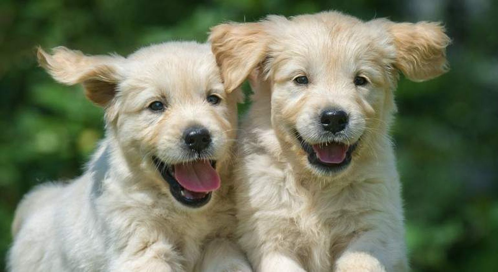 Perros | Fotografía EP