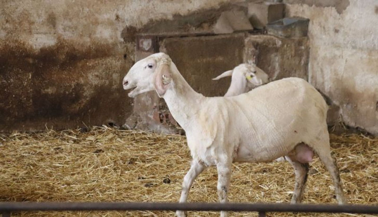 Reportaje Esquilar ovejas