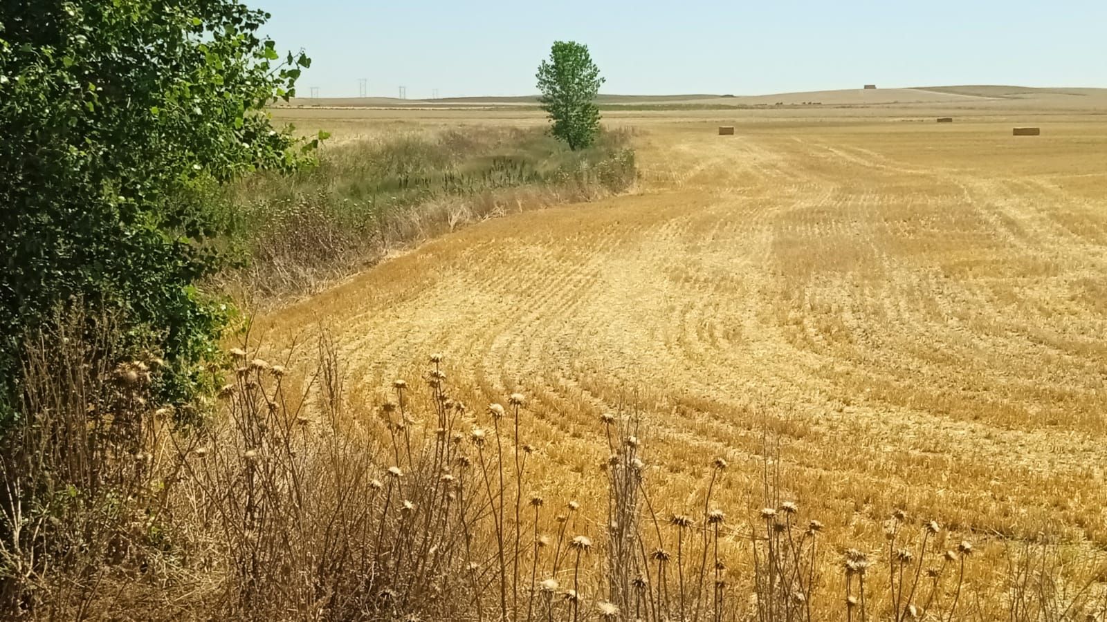 Cauce del Adalia y parcela donde se plantea la planta, colindando