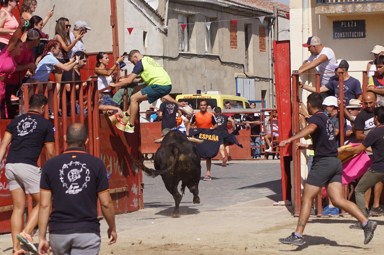 toro-de-cajon-de-castrillo-de-la-guarena-fotos-juanes-26