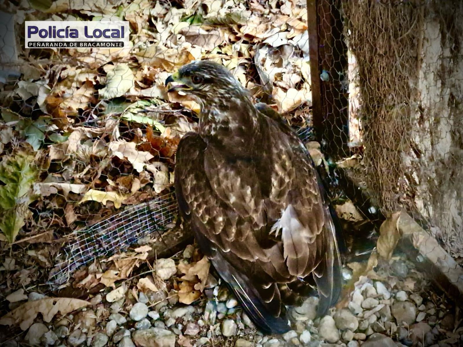 Aguila Ratonera, Peñaranda