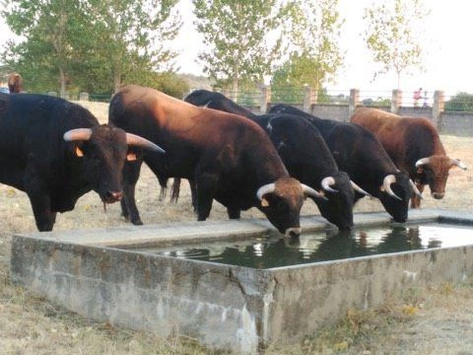 Imagen de archivo de toros en el campo de Aldeadávila de la Ribera
