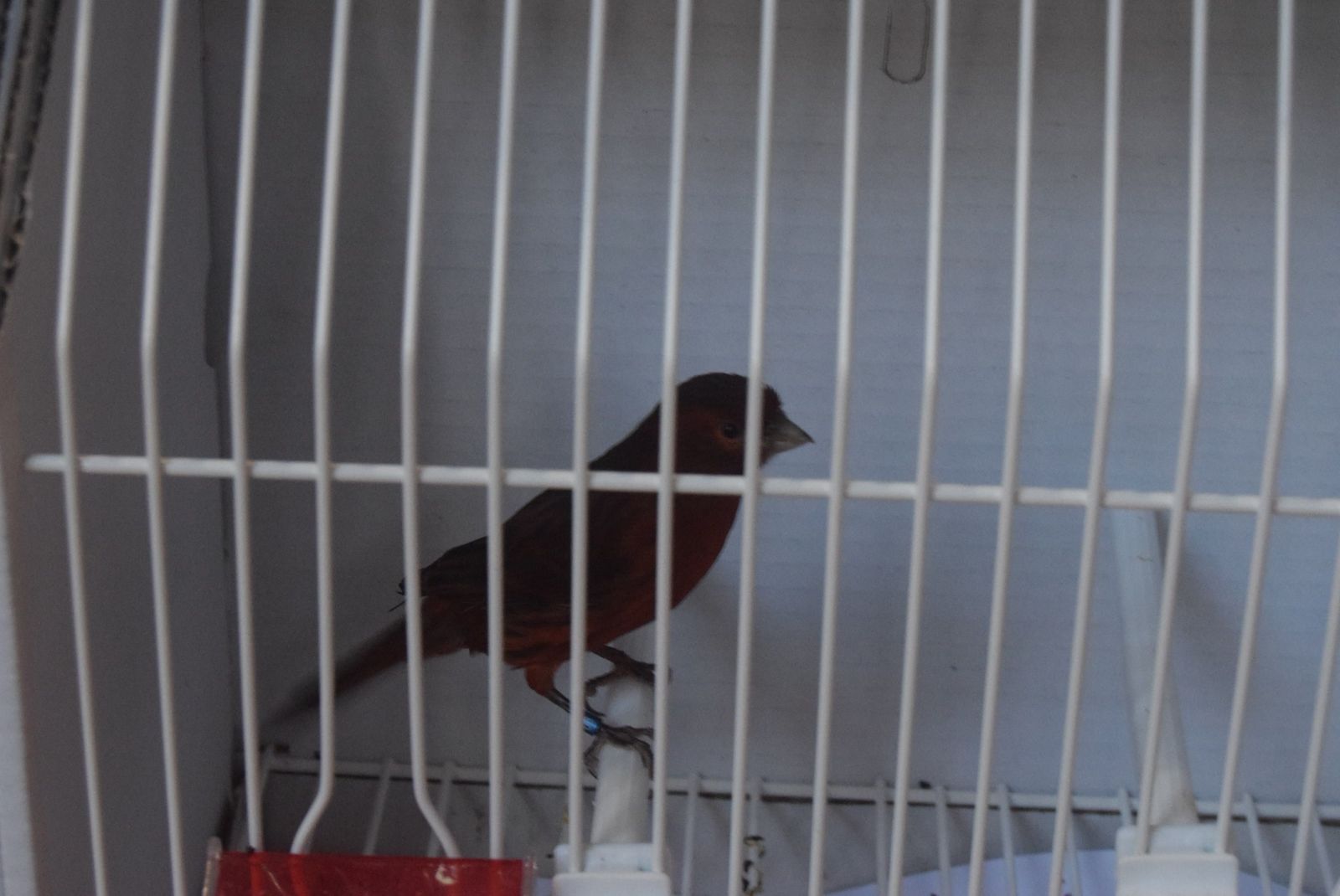 exposicion-ornitologica-en-el-colegio-universitario-19