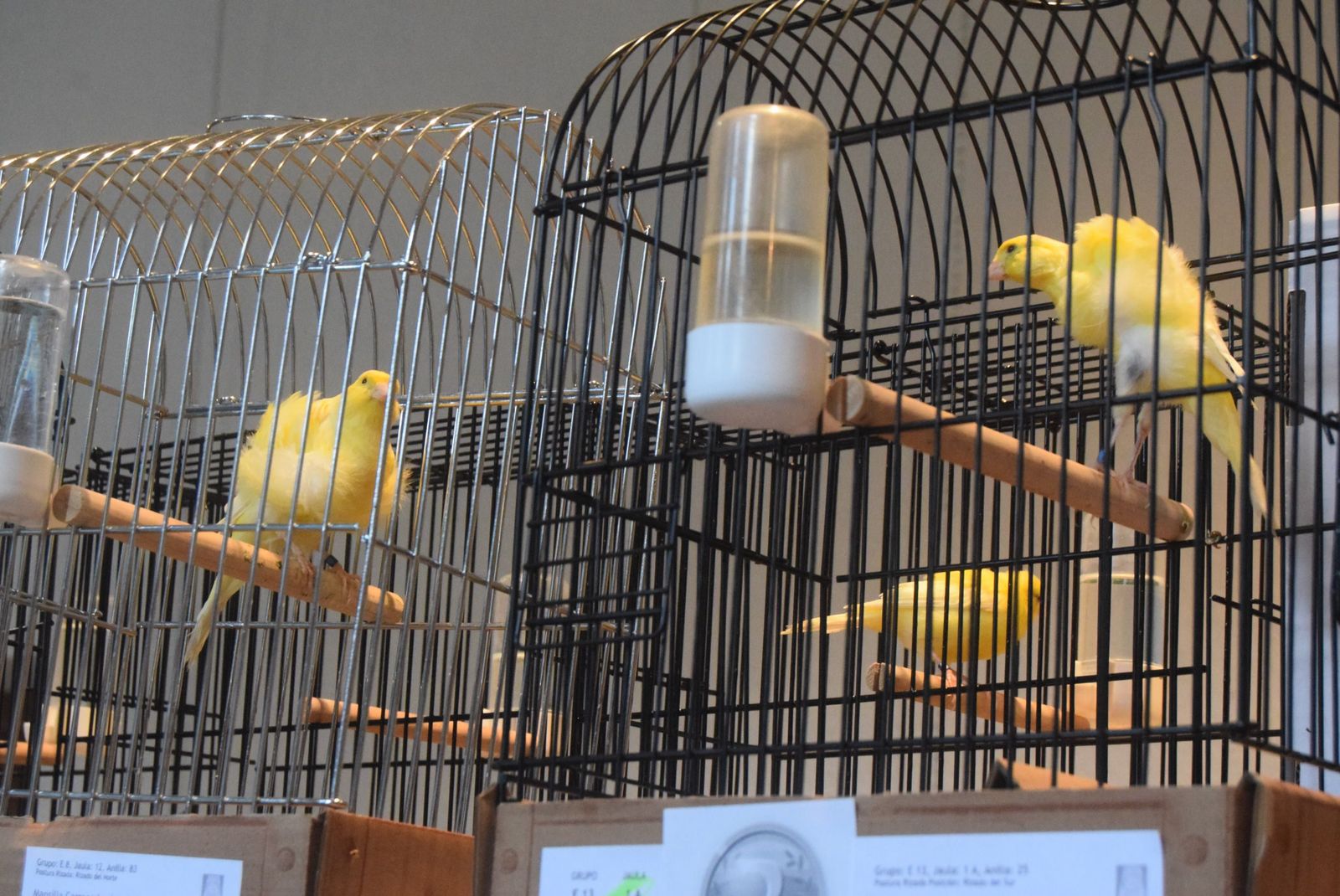 exposicion-ornitologica-en-el-colegio-universitario-24