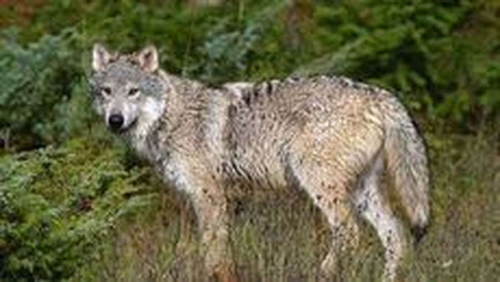 El personal de la Junta abate un lobo en San Miguel de la Ribera