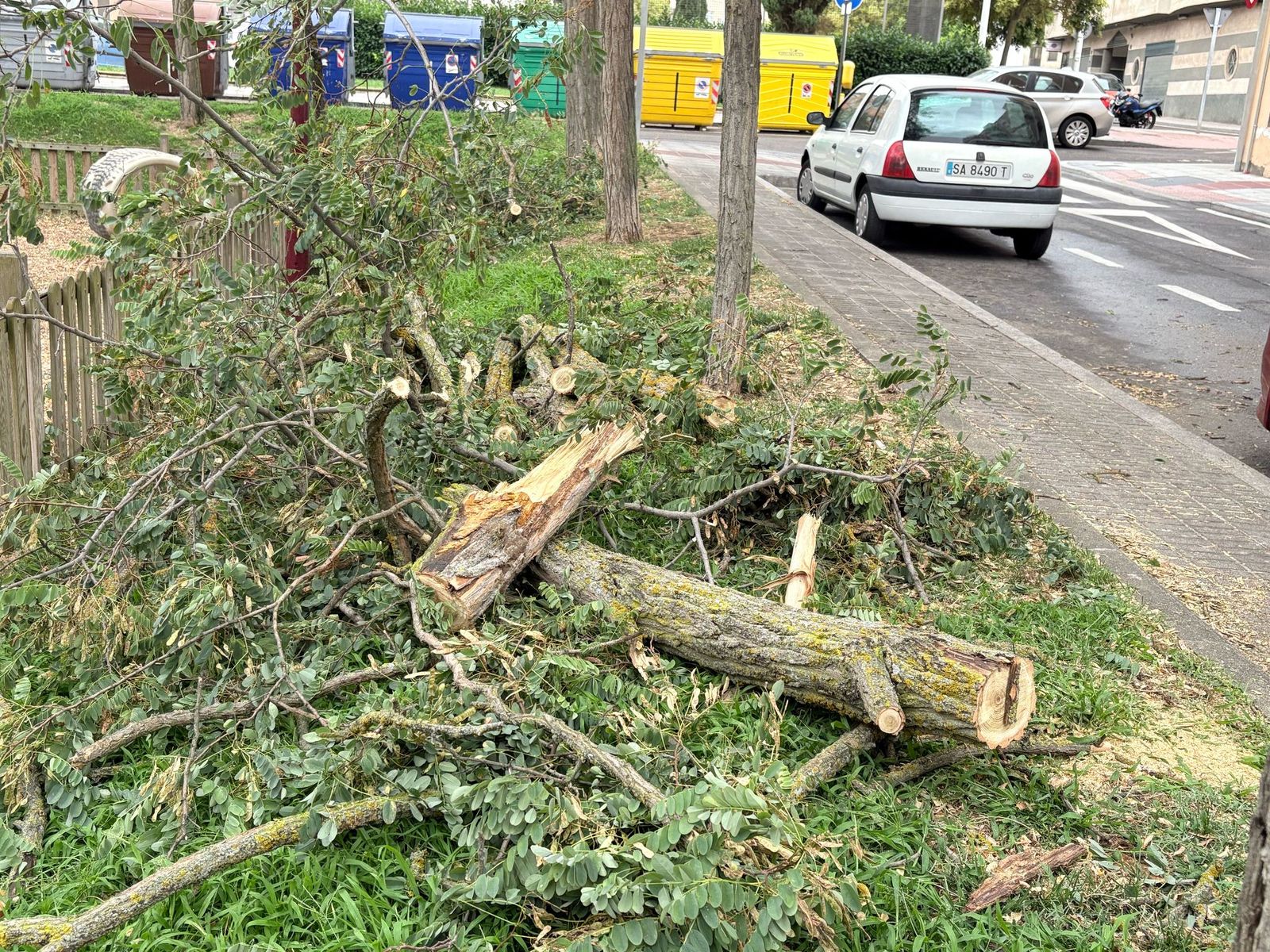 Ramas en la calle Villaviciosa