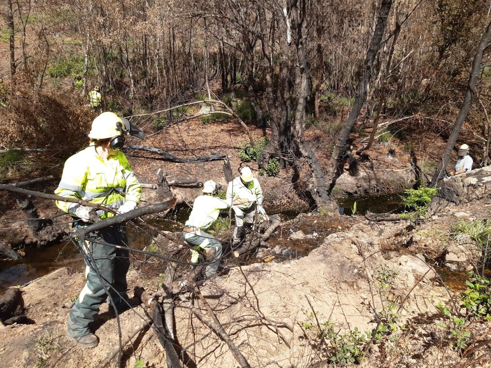 Trabajos de restauración forestal y medioambiental.