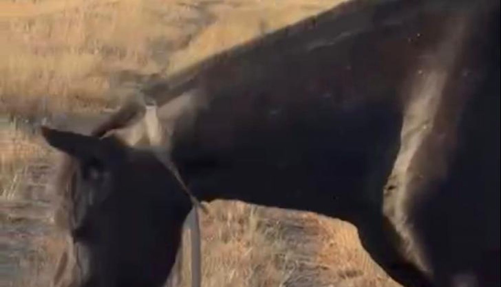 amasdre atada a un poste