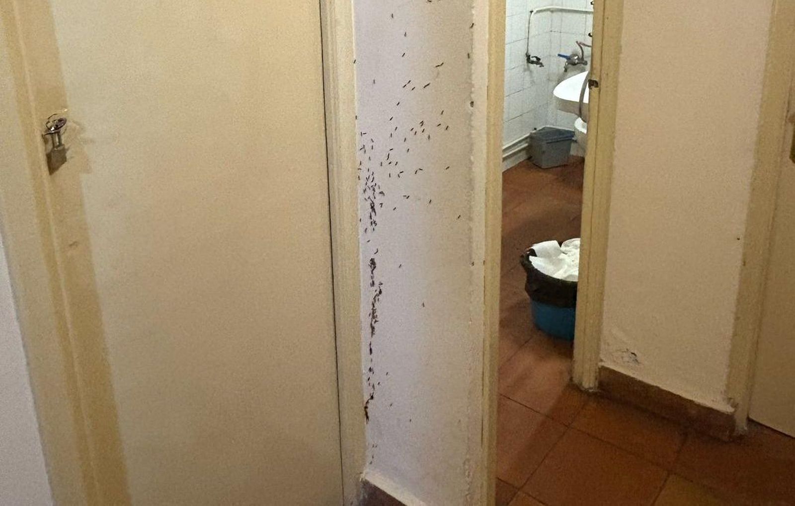 Termitas en la Comisaría de la Policía Local