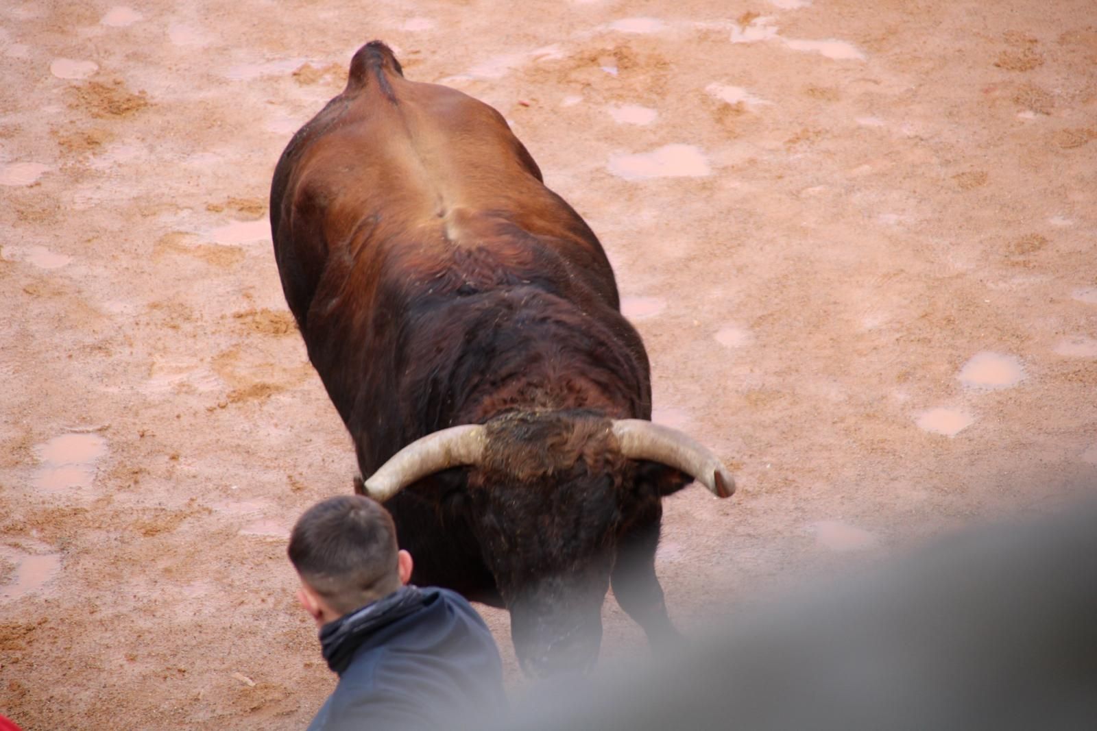 encierro-del-martes-de-carnaval-en-ciudad-rodrigo-35