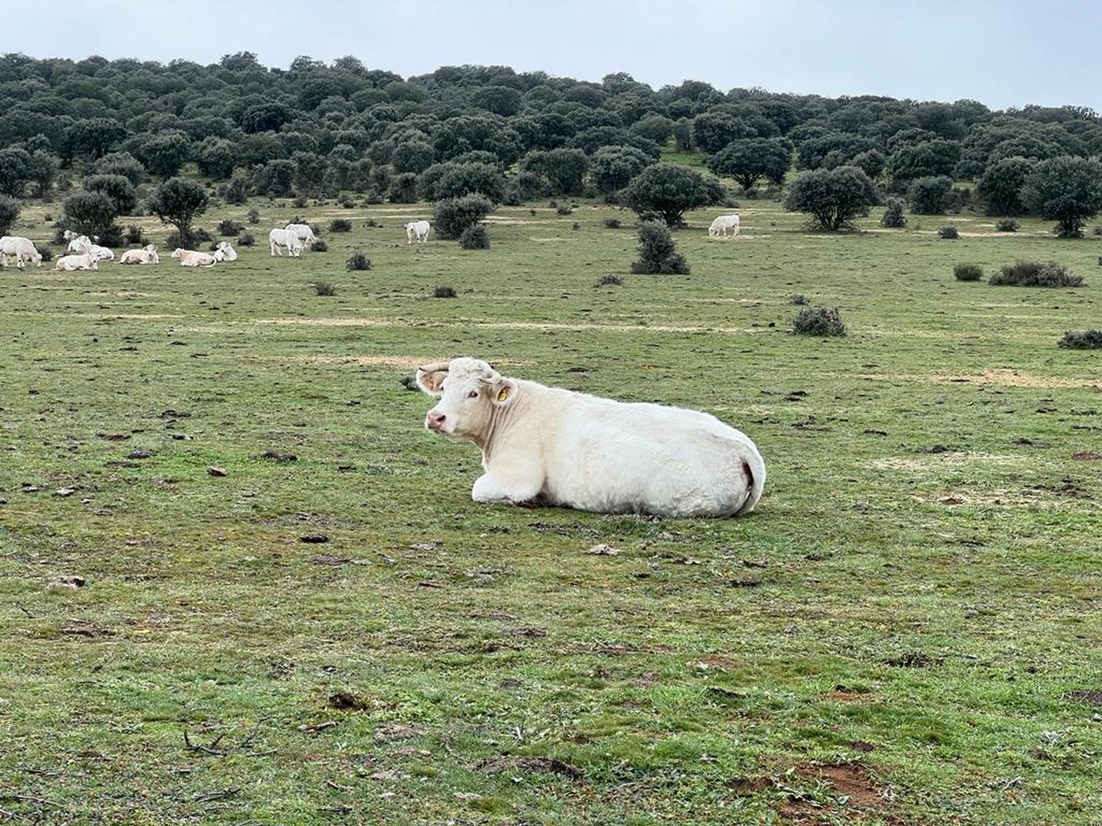 Vacas pastando en el campo de Salamanca. Foto de archivo