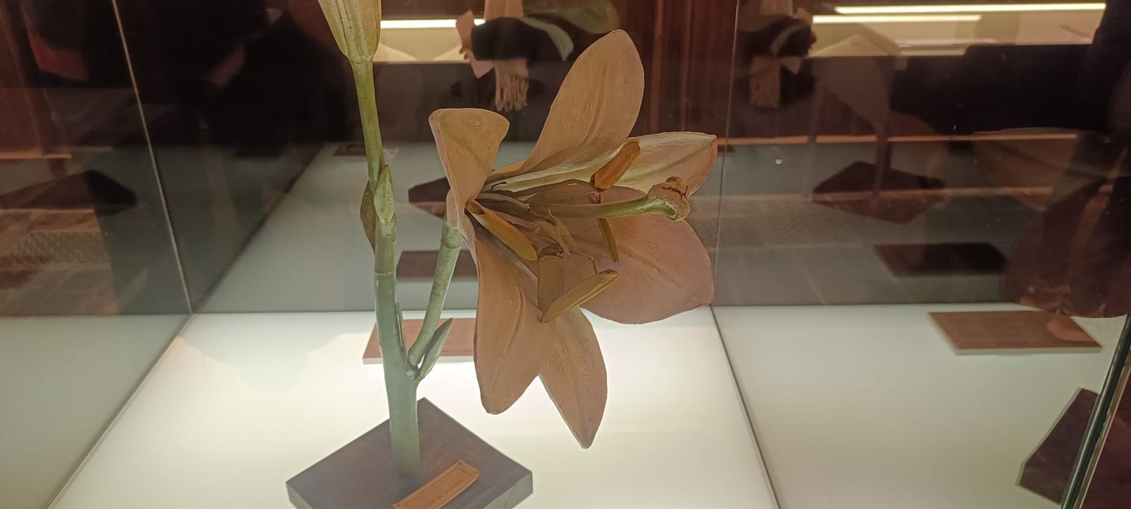 exposicion-botanica-16