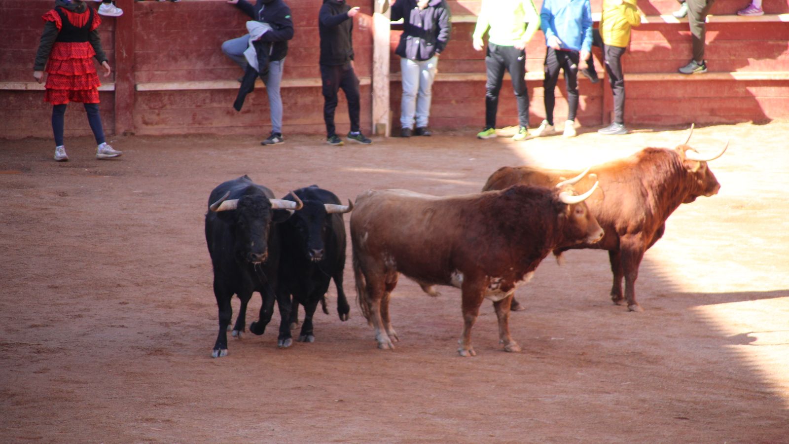 Encierro del sábado en el Carnaval del toro 2026 de Ciudad Rodrigo