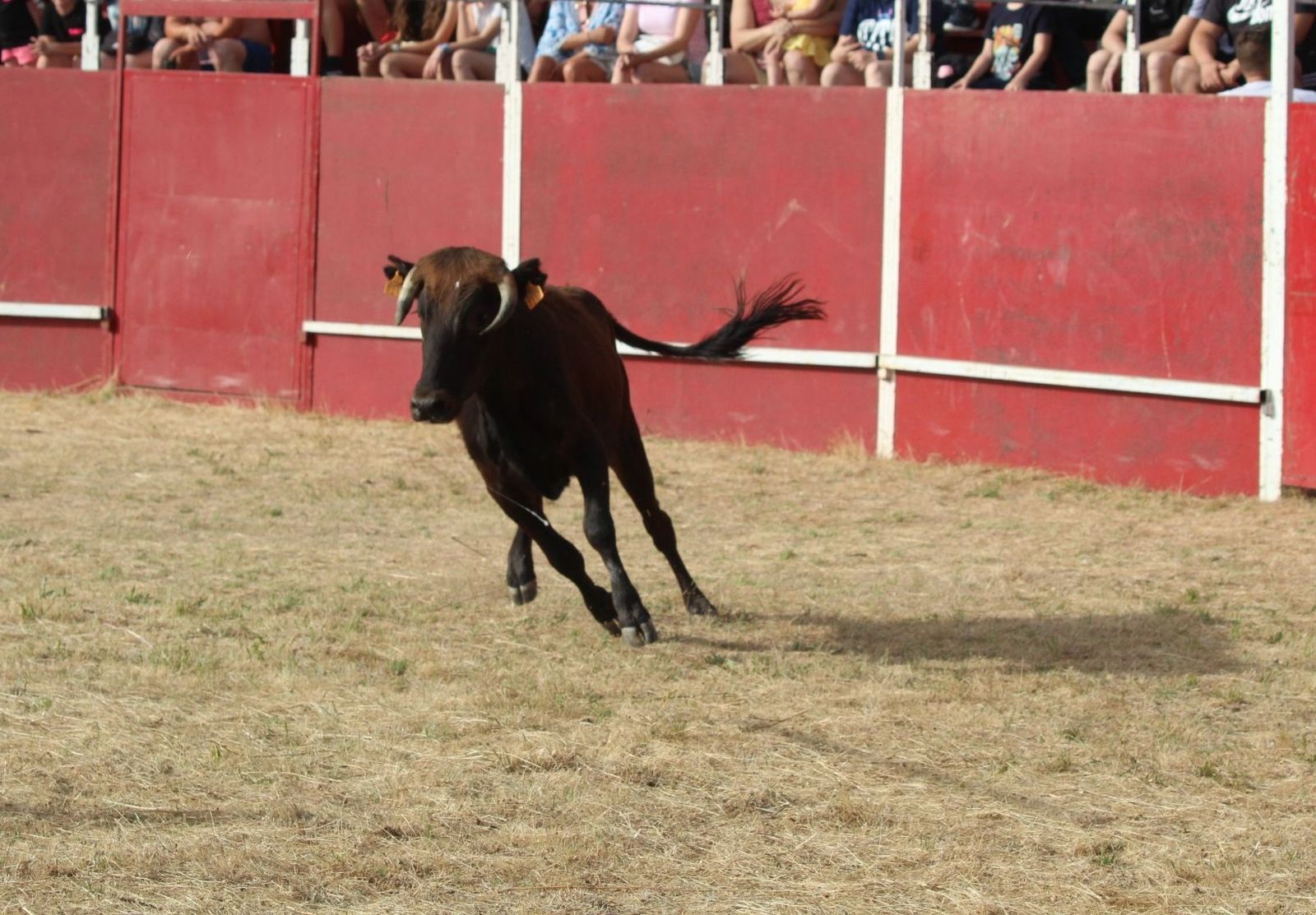 Vaquilla en una capea