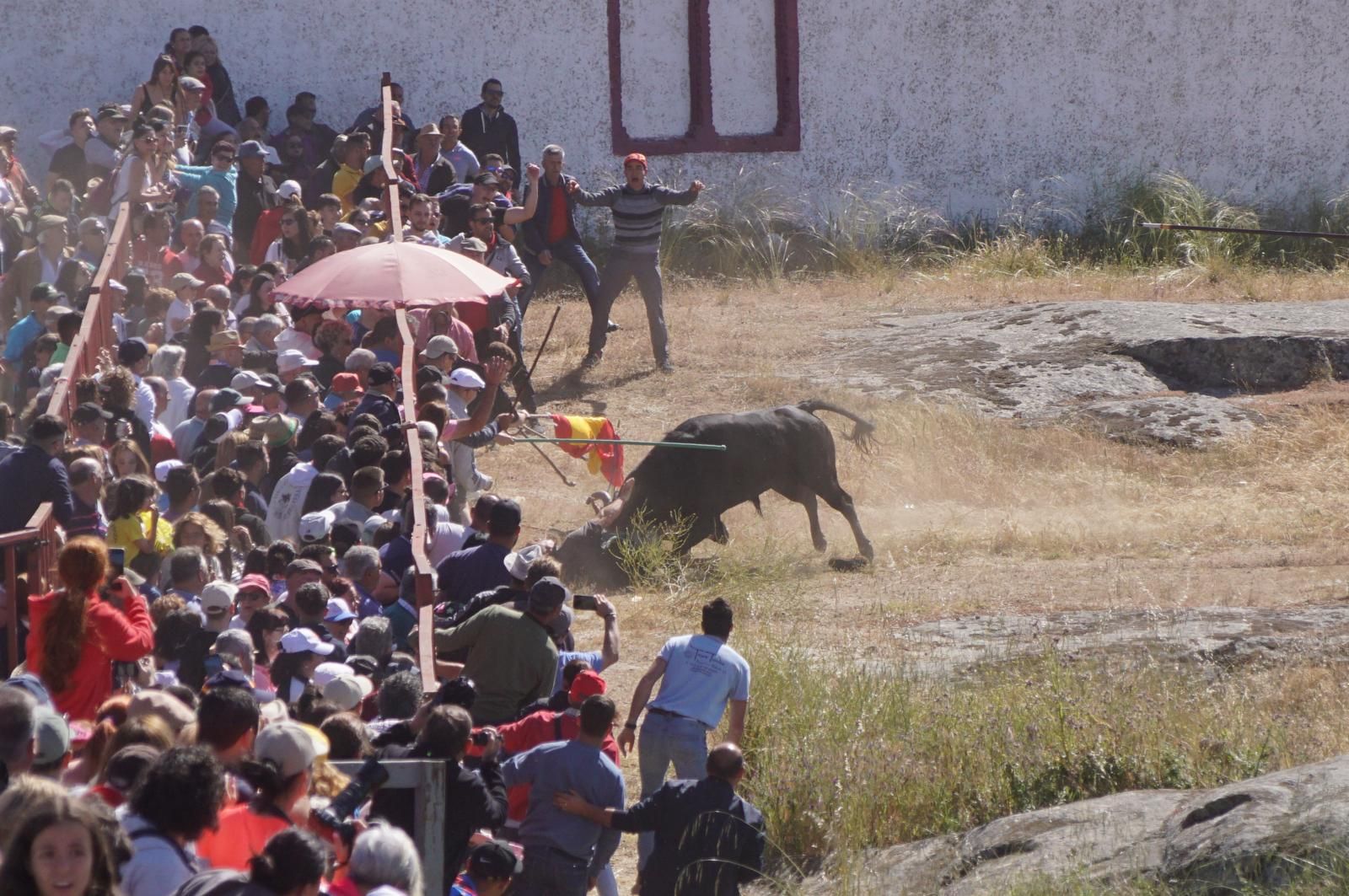 herido-un-hombre-tras-ser-volteado-por-un-astado-en-los-espantos-de-ledesma-foto-juanes-10