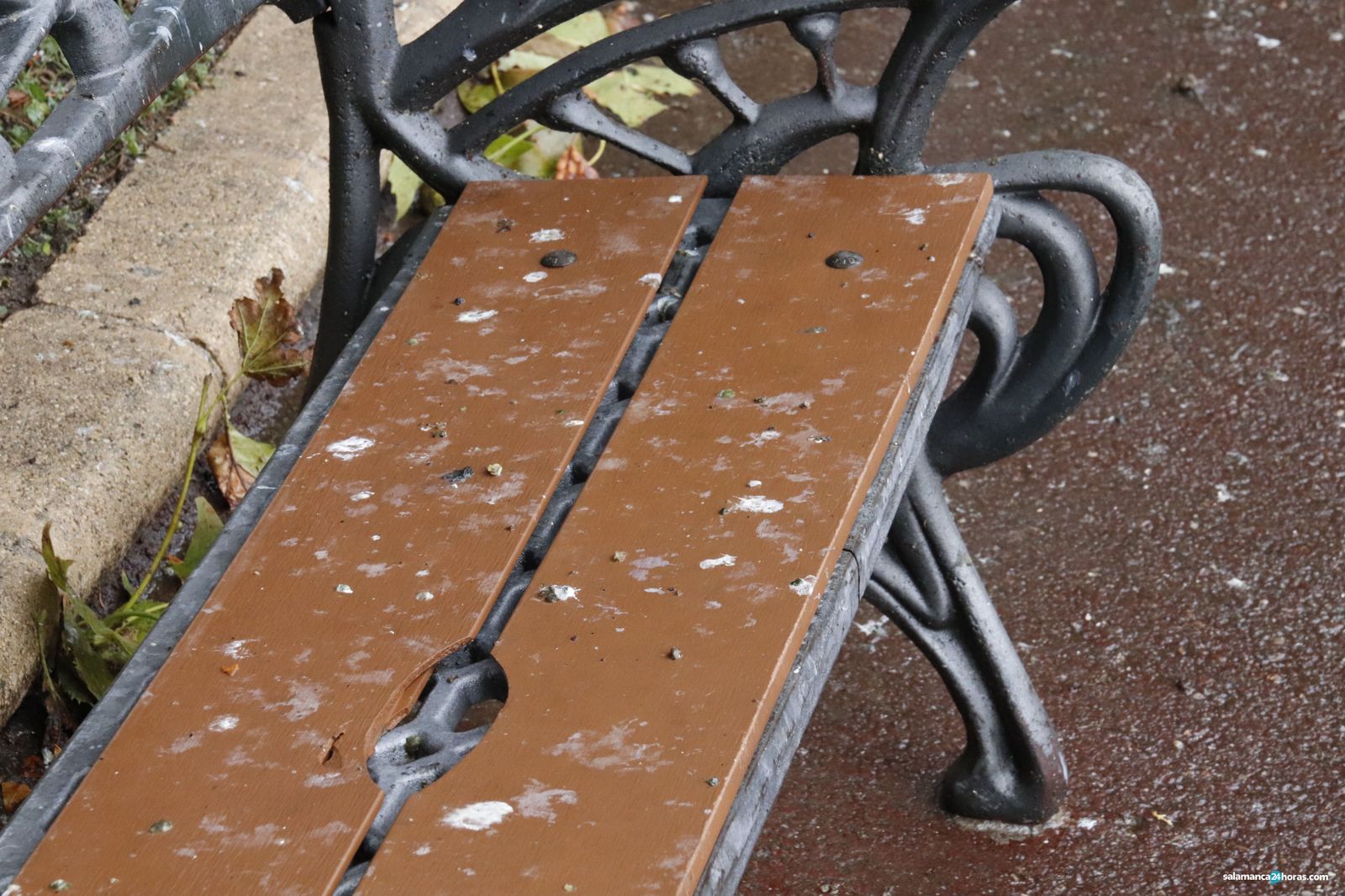 Cagadas de pajaro (2)