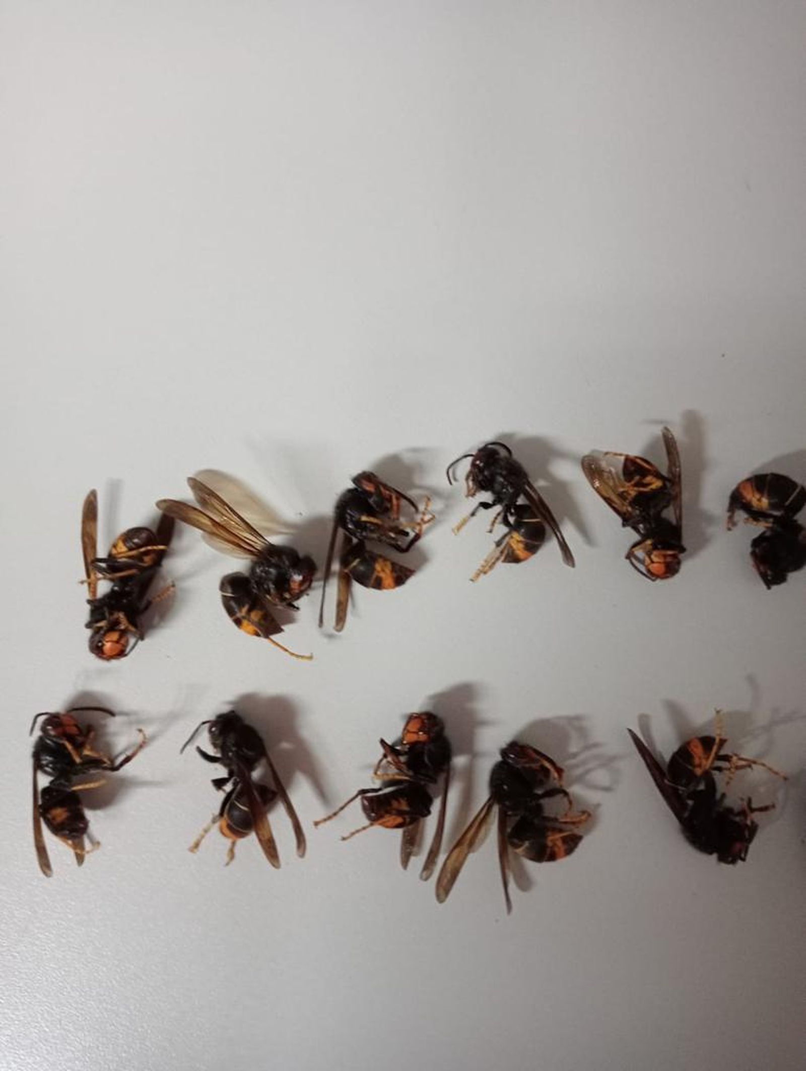 Nido de avispa velutina retirado y eliminado en la provincia de Zamora (3)