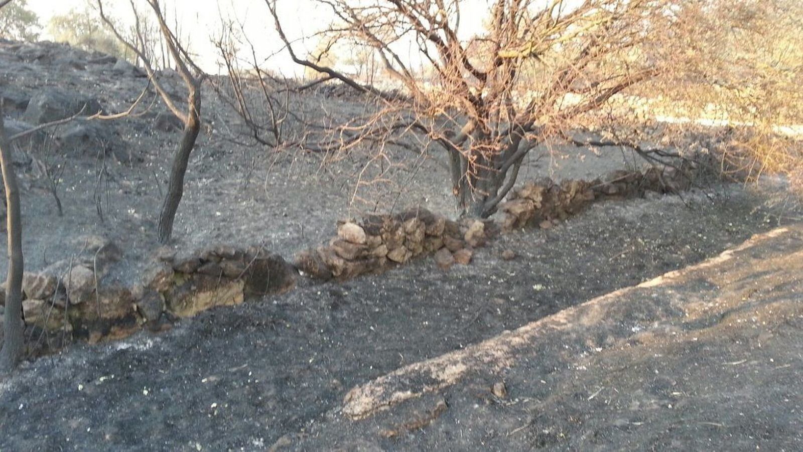 ... pero la última reforma de la Ley de Montes permite recalificar terrenos quemados