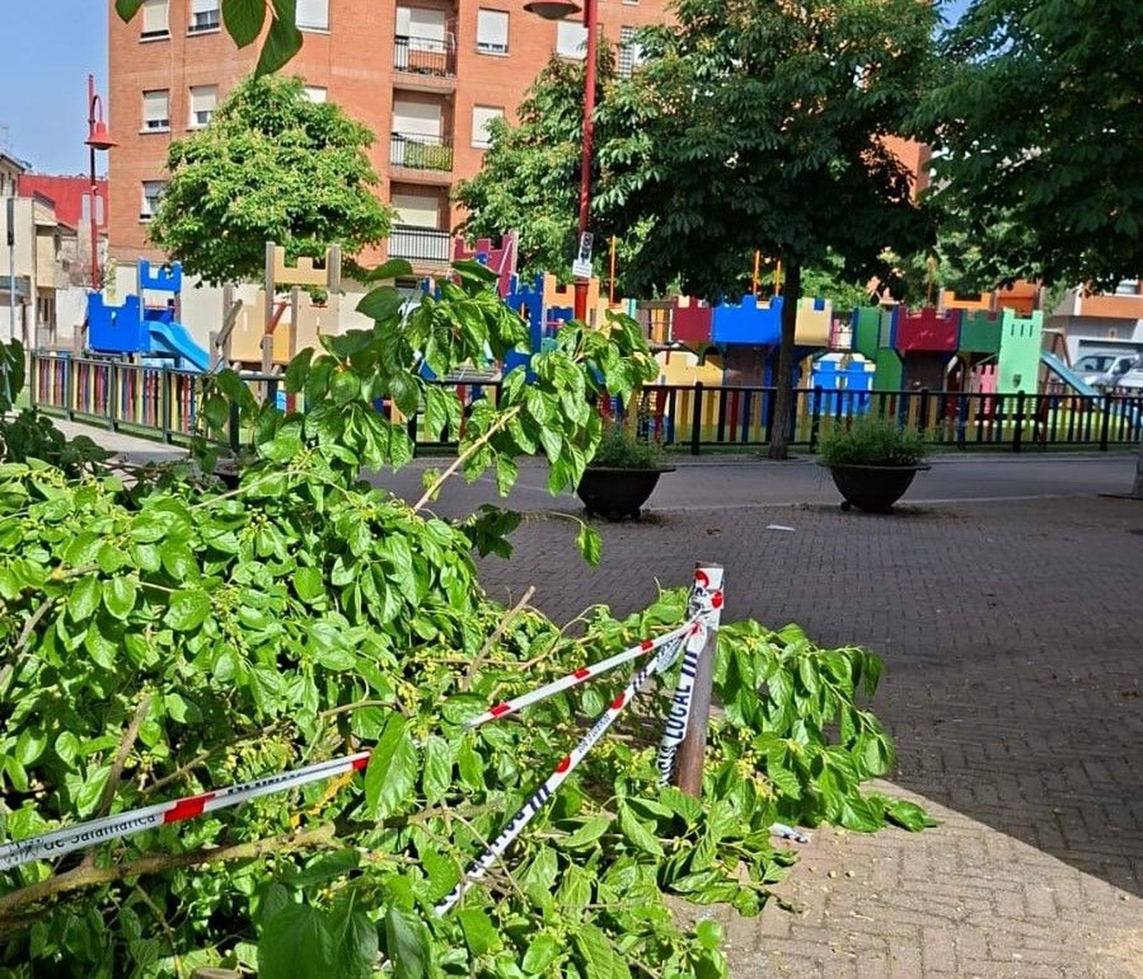 Se rompe otra rama de un árbol muy cerca de un parque infantil de Santa Marta (4)