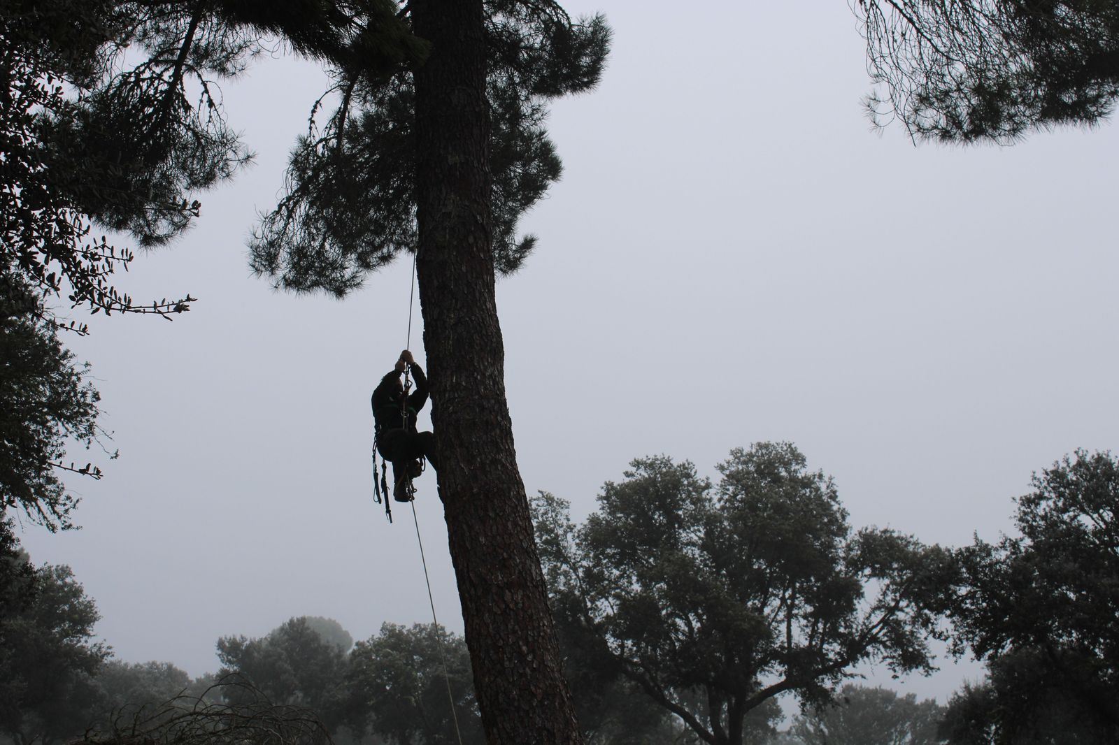 Grupo de Intervenciones en Altura, agentes medioambientales, reparación nido cigüeña negra en Espeja  (60)