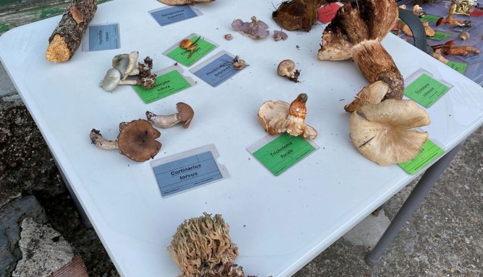 Jornada micológica del Yacente 3