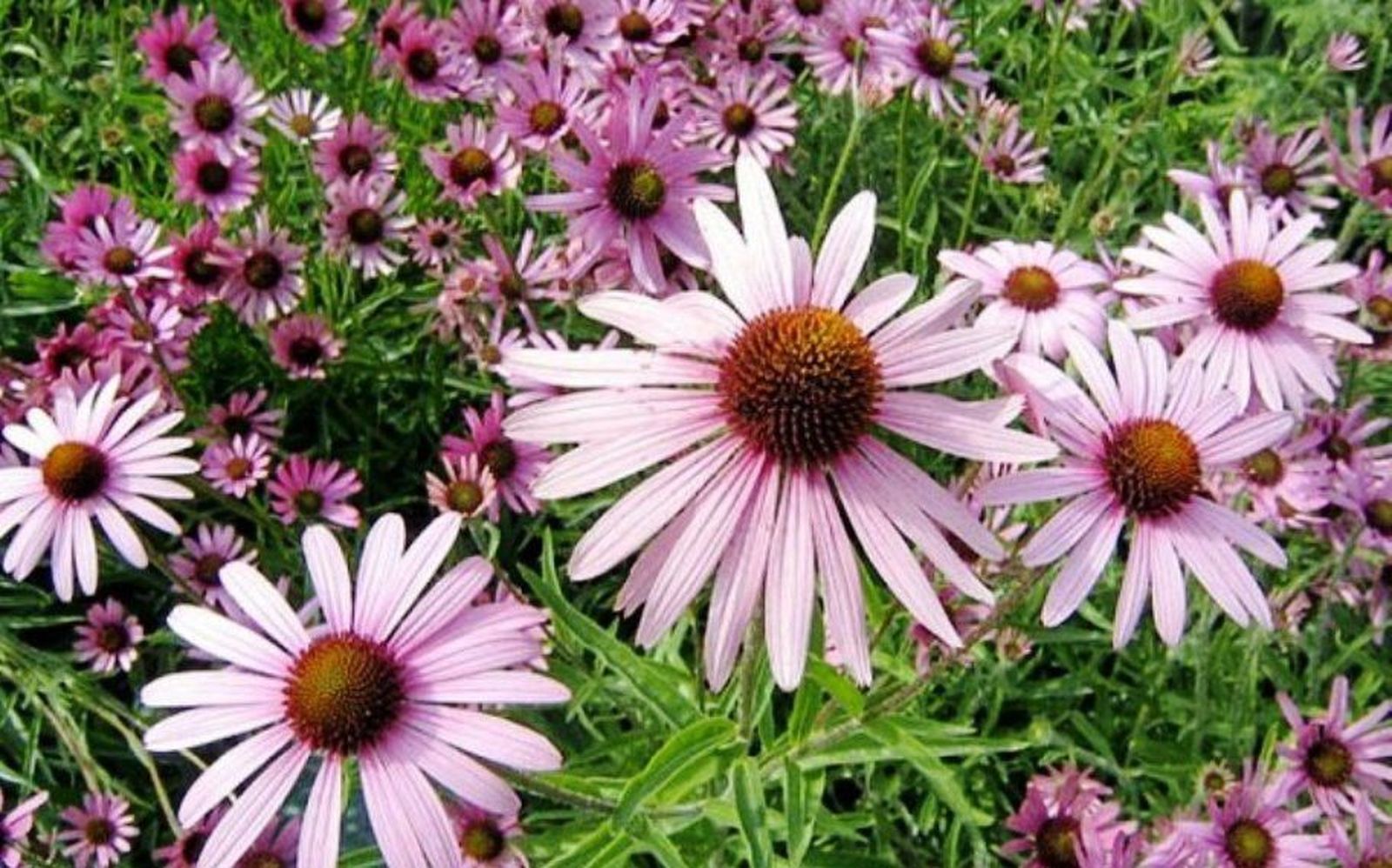 230 plantas medicinales mas efectivas y sus usos equinacea planta 600x450