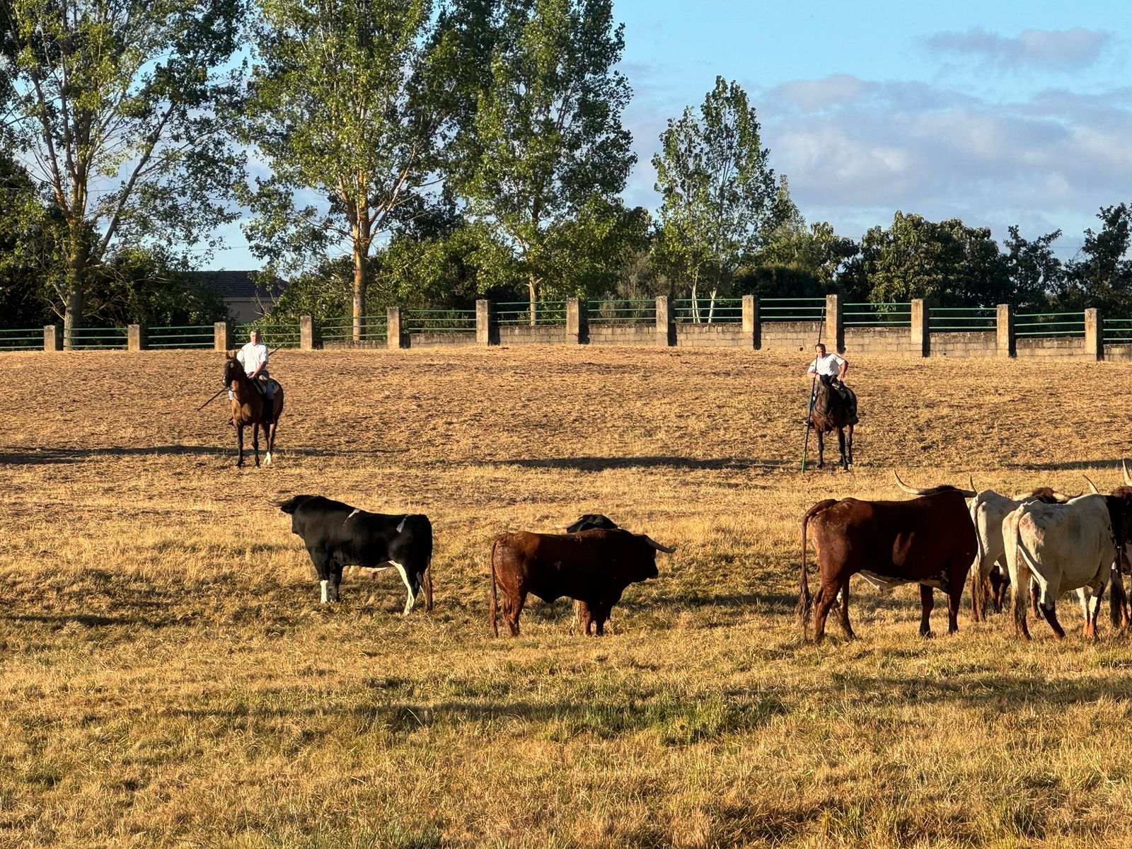 Último encierro a caballo en Aldeadávila de la Ribera con reses de Valrubio