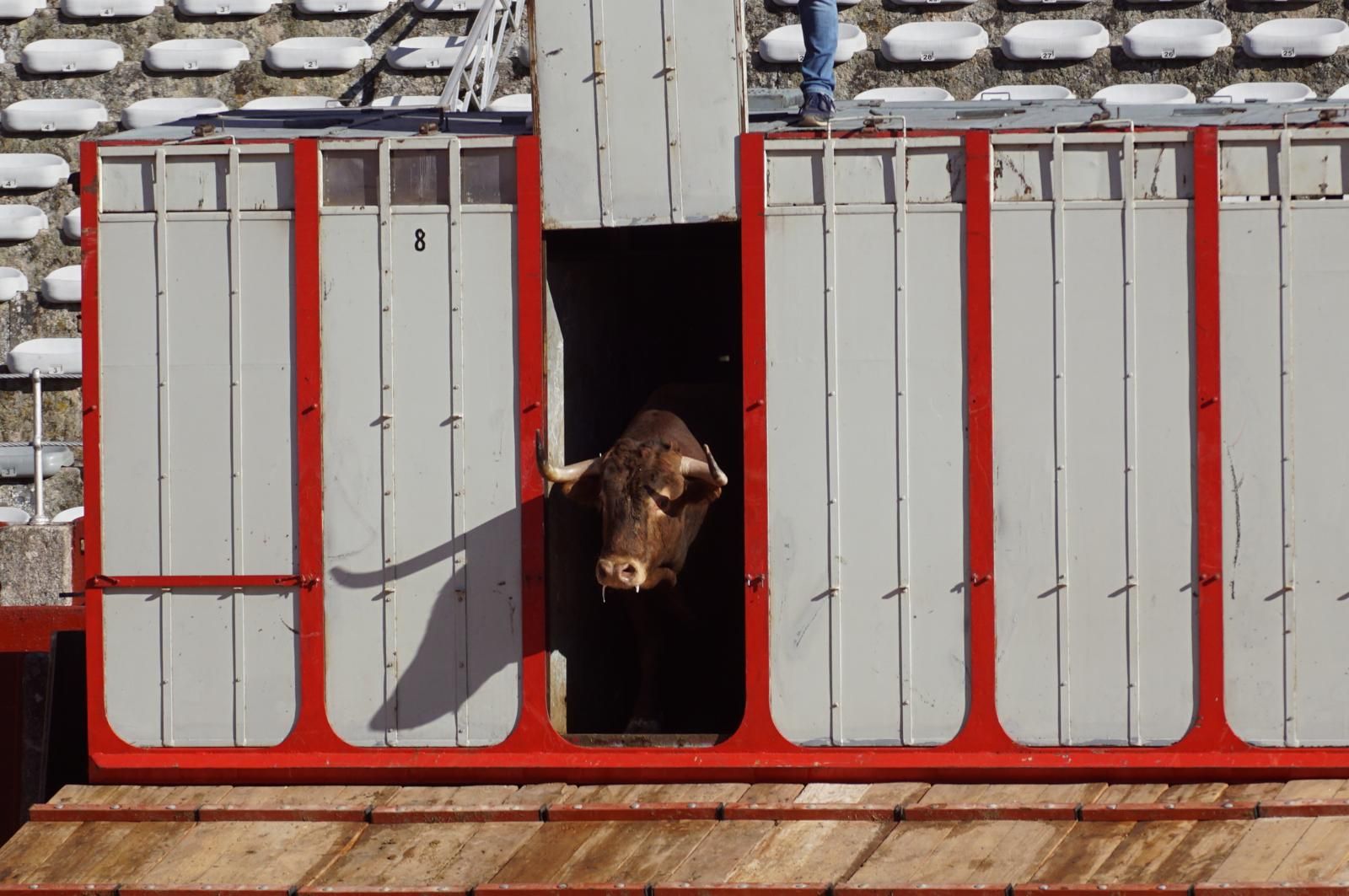 Tradicional Desenjaule en la Plaza de Toros La Glorieta