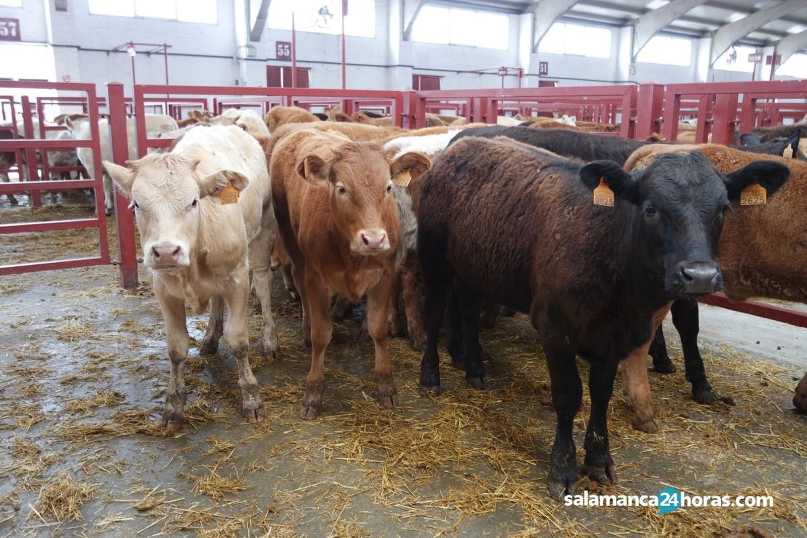 Lonja, vacas, campo, ganado