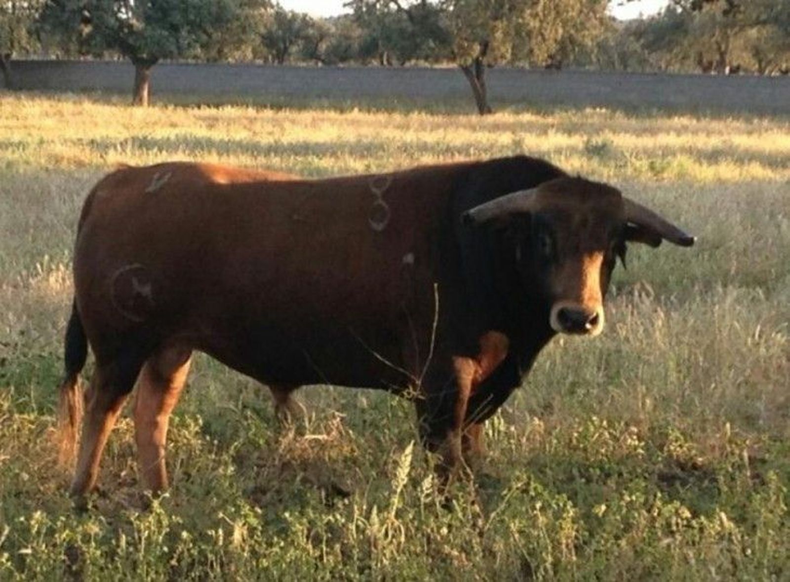 Definidos los novillos para el concurso de ganaderías de La Fuente de San Esteban