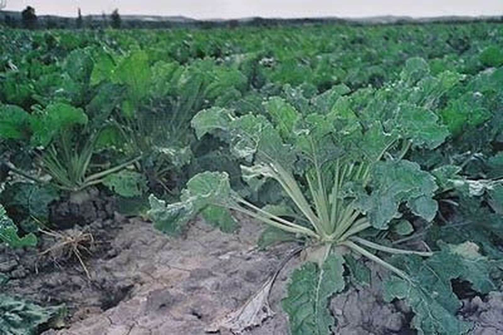 EL PSOE insta a la Junta a recuperar el anticipo de la ayuda temporal a los productores de remolacha azucarera