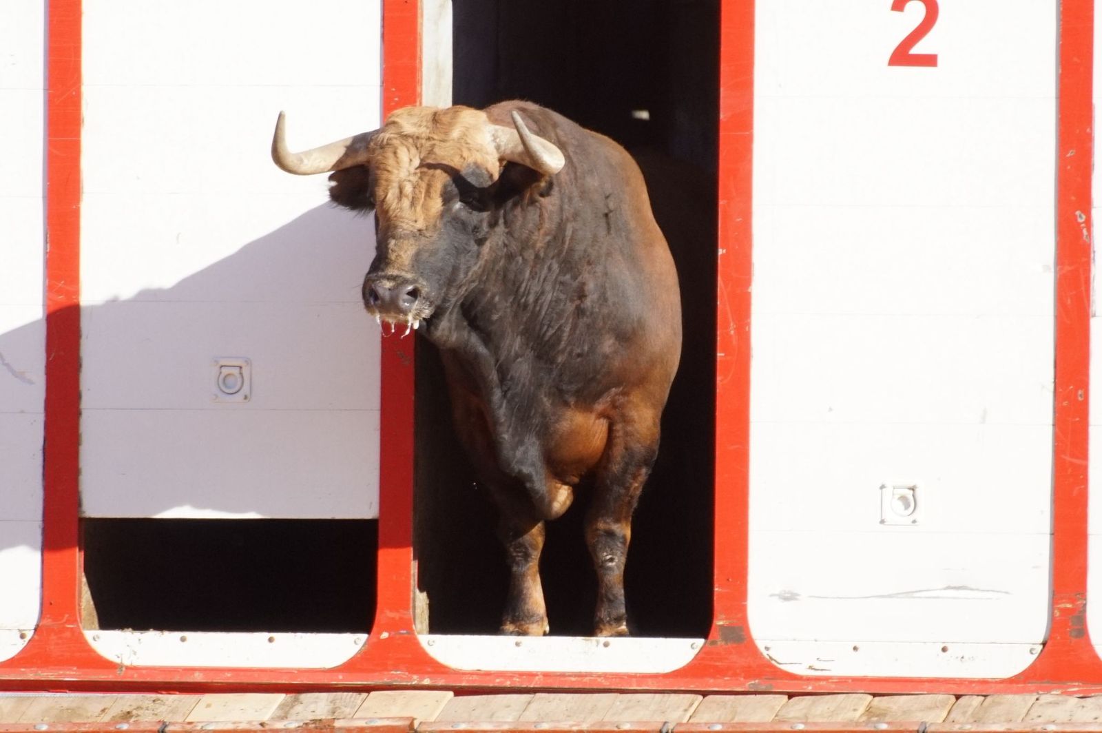 Tradicional Desenjaule en la Plaza de Toros La Glorieta