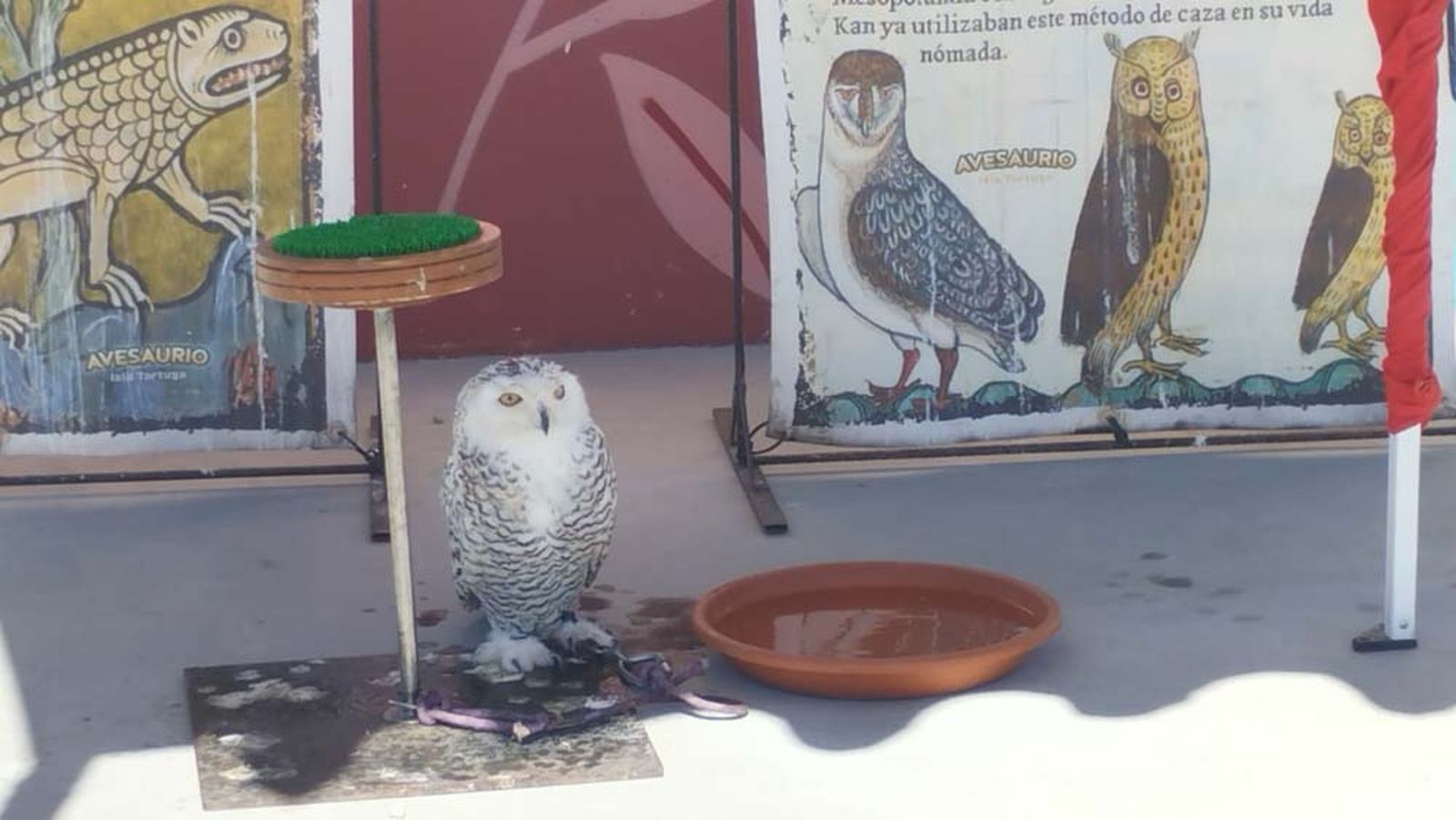 El mercado abre sus puertas en Aldeatejada por las Vísperas Nupciales