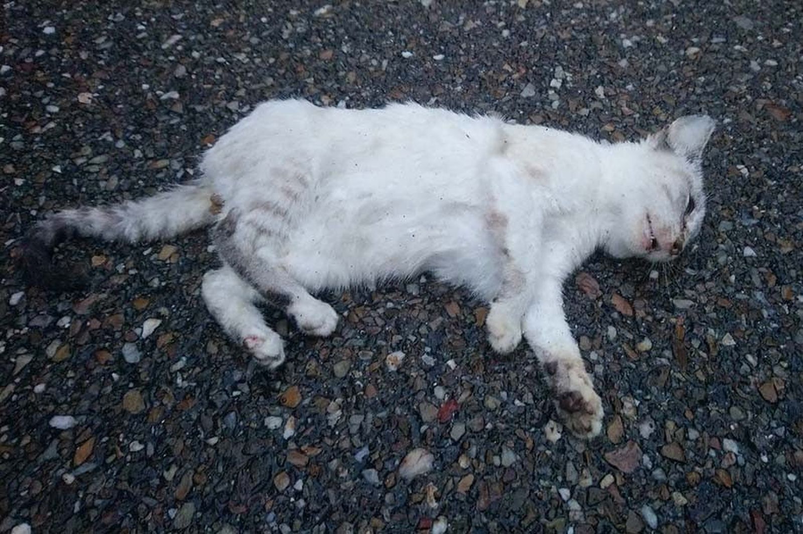 123831994 4132267496800153 1734991111087545038 o