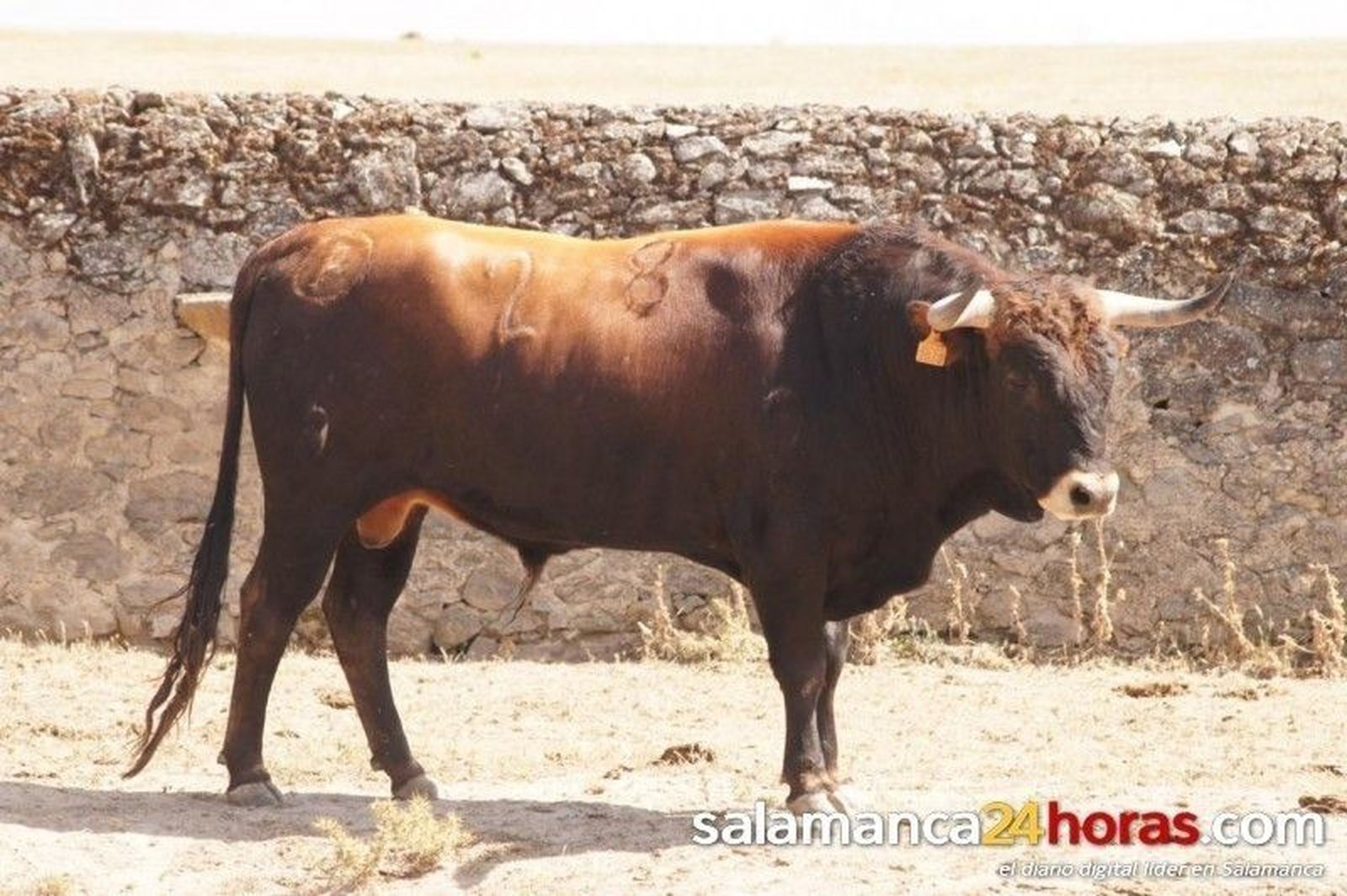 Guijuelo: novillos de Ignacio López Chaves