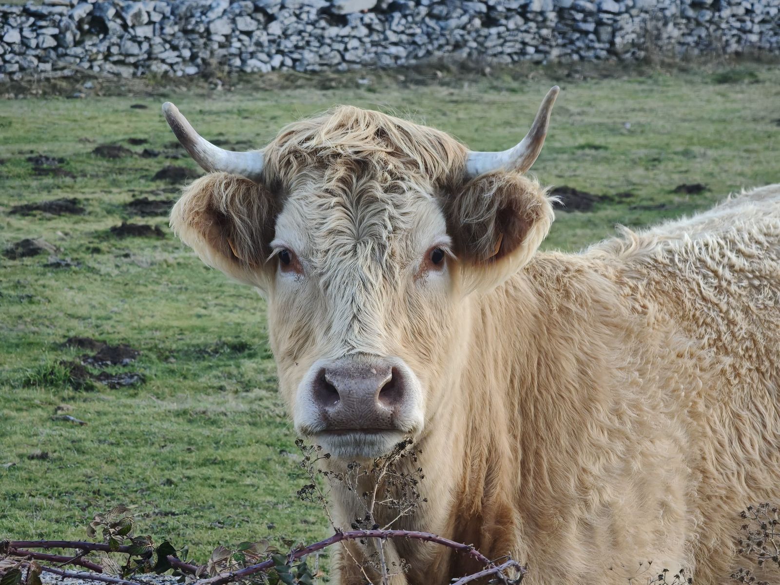 Vacas en el campo. Archivo. S24H Vacas en el campo. Archivo. S24H