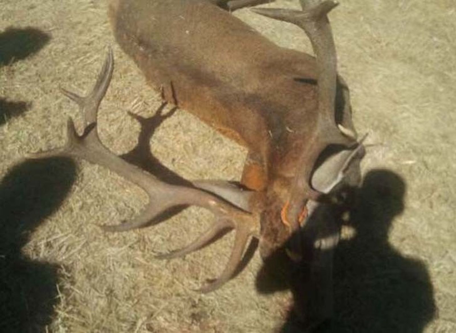 Un ciervo provoca en Sesnández un accidente de tráfico que se salda sin heridos