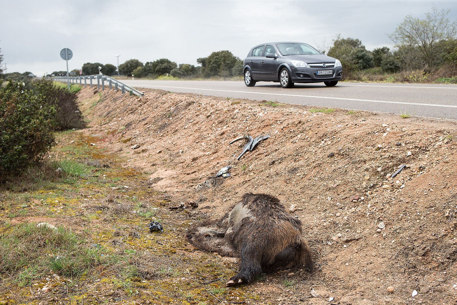 Jabalí muerto en la carretera CL-527. ICAL