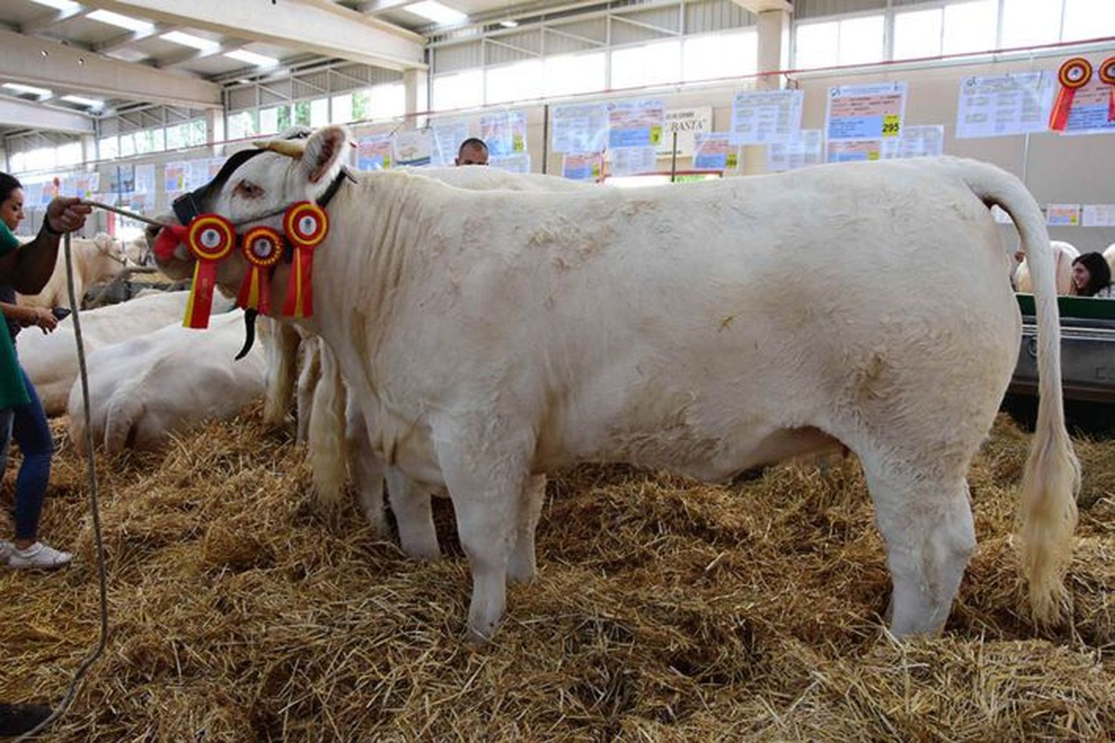 Gemela campeona adulta