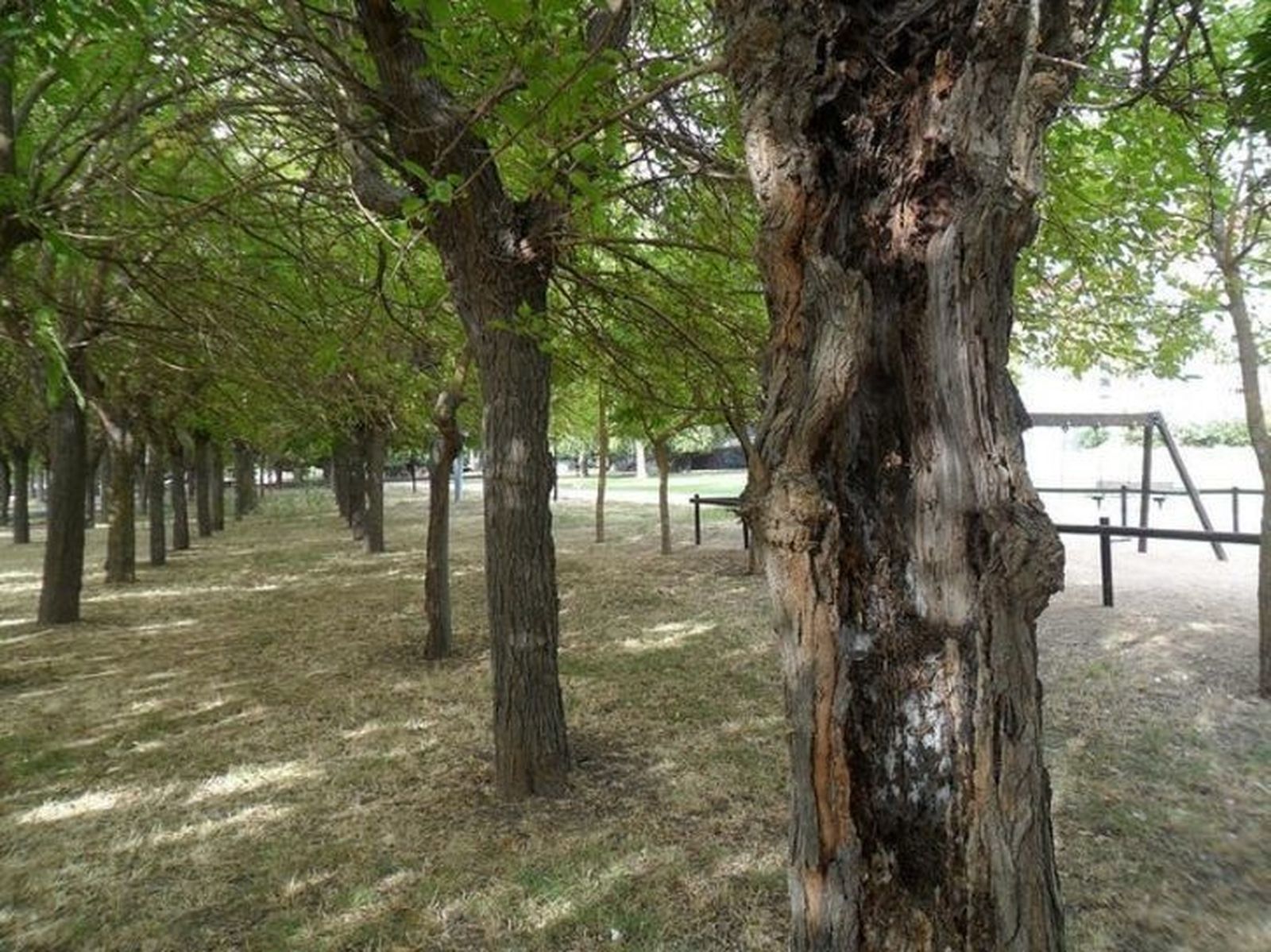 UPL pide una actuación para mejorar el estado de las moreras enfermas de Los Tres Árboles