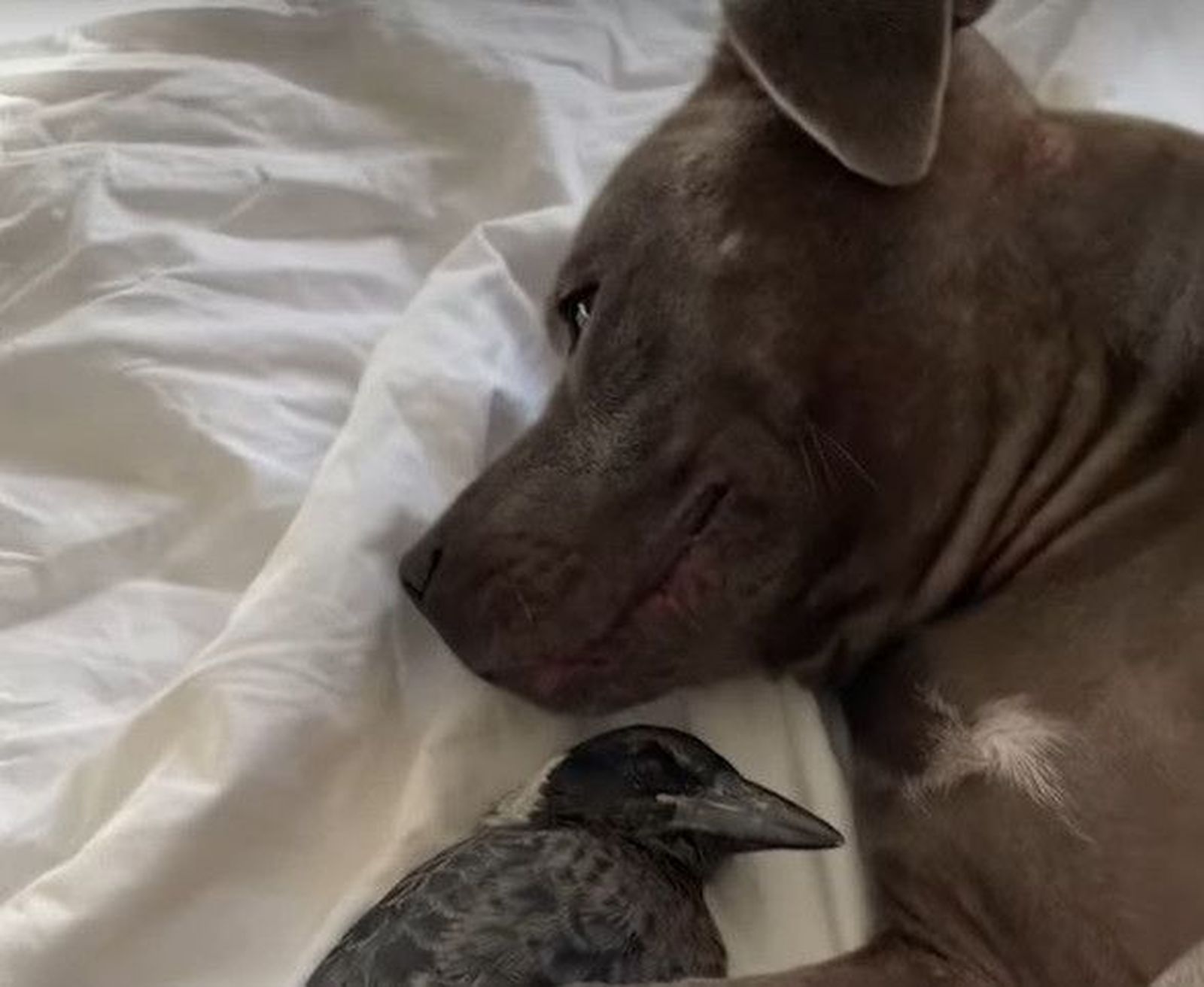 La enternecedora imagen entre un perro y una urraca que conseguirá tocarte el corazón