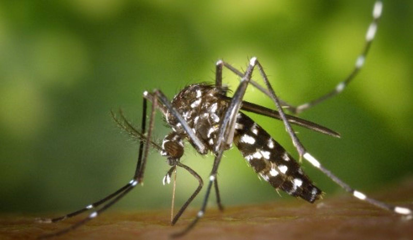 Mosquito tigre (Aedes albopictus). - JAMES GATHANY, CDC